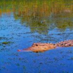 Alligator - Alabama Kayaking Feature