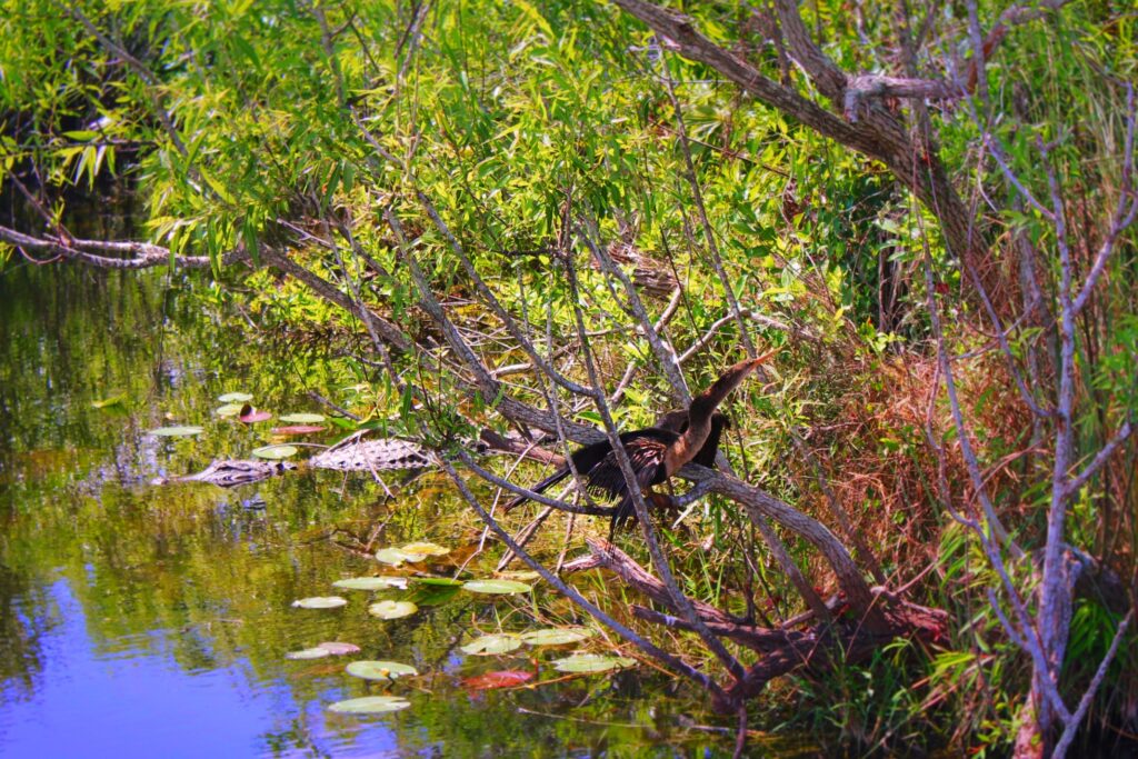 Alligator and Shorebird in swamp Everglades NPS Shark Valley 1