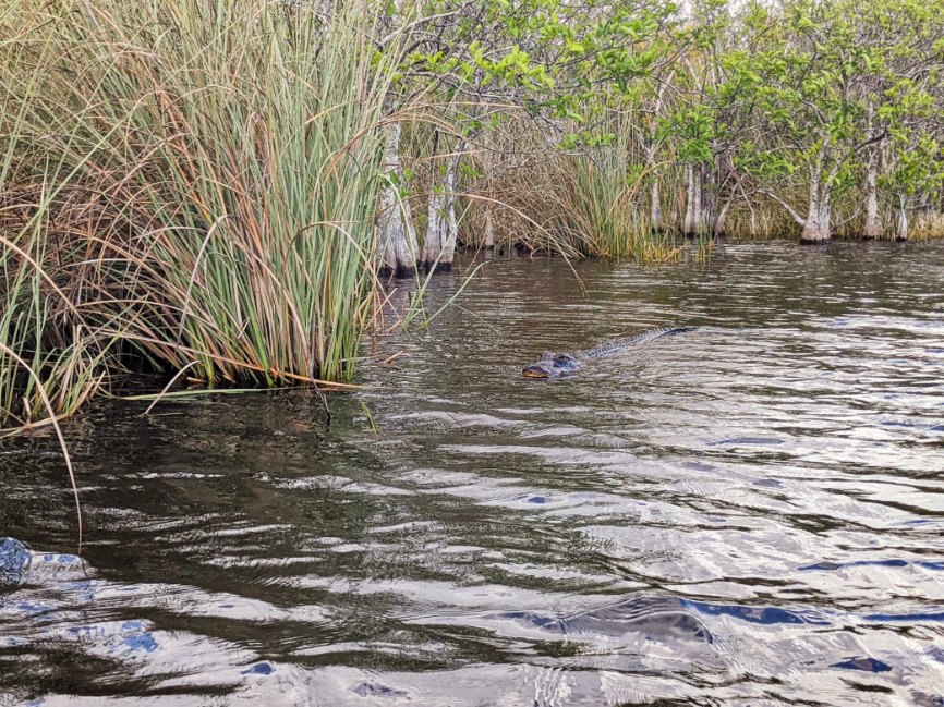 Alligator in Turner River of Grass Everglades National Park Florida 4