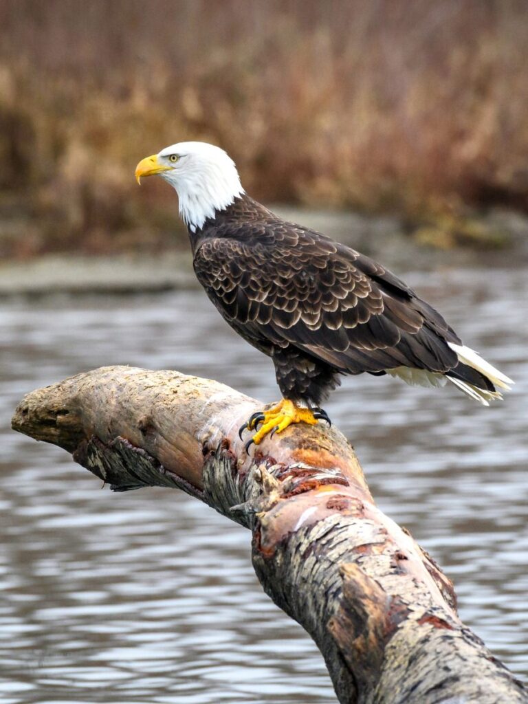 Bald Eagle on Skagit River