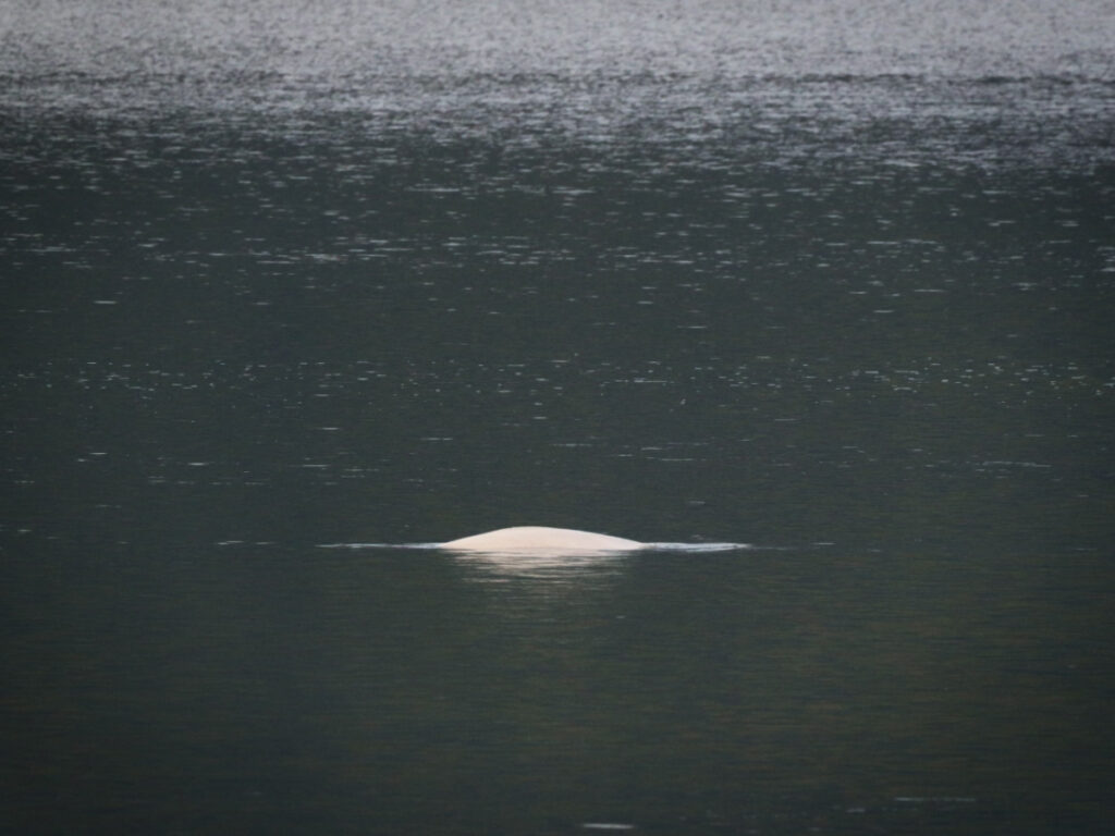 Beluga Whale in Turnagain Arm Anchorage Area Alaska 2