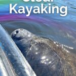Clear Kayaking on the Florida Gulf Coast is one of the most unique experiences to plan. Paddling with manatees and through mangrove tunnels are just some of the options. Visit Florida springs and more for clear kayaking.