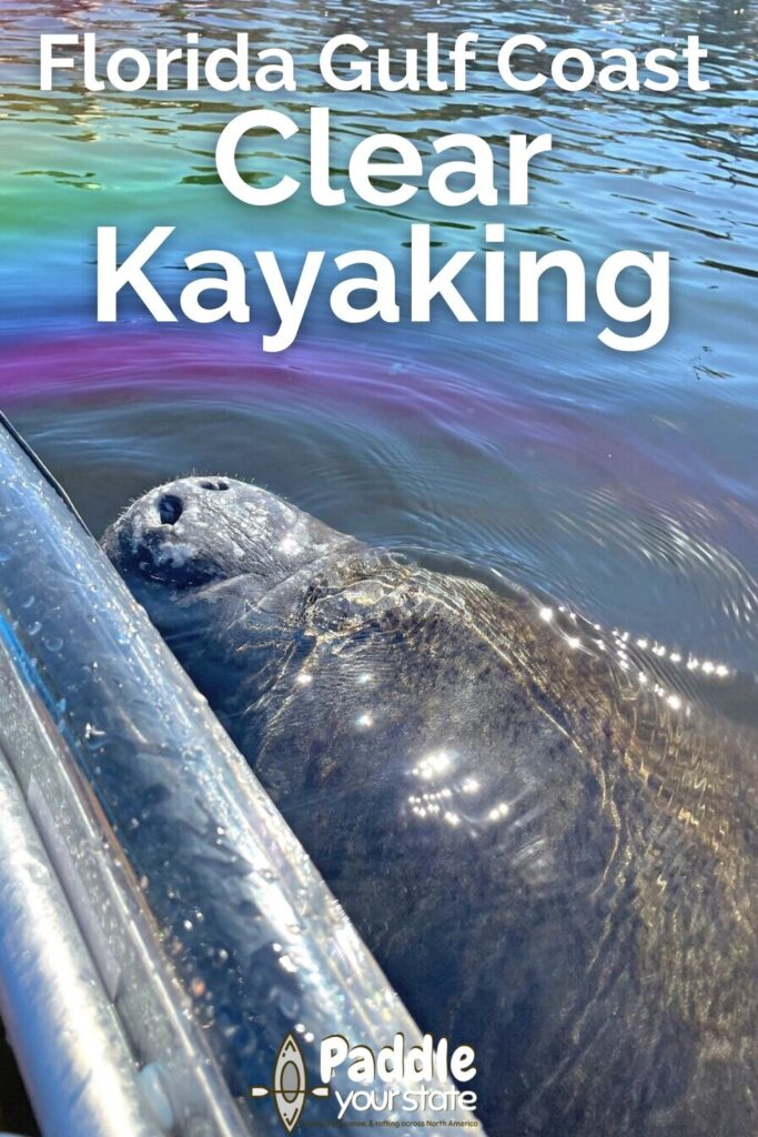 Clear Kayaking on the Florida Gulf Coast is one of the most unique experiences to plan. Paddling with manatees and through mangrove tunnels are just some of the options. Visit Florida springs and more for clear kayaking.