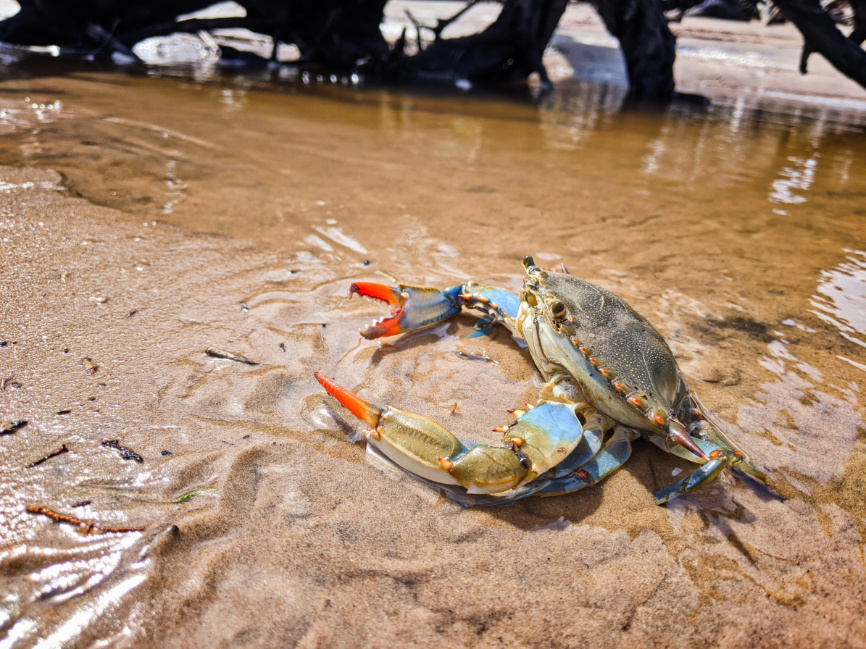 Blue Crab at Wassaw National Wildlife Refuge Georgia Coast 1