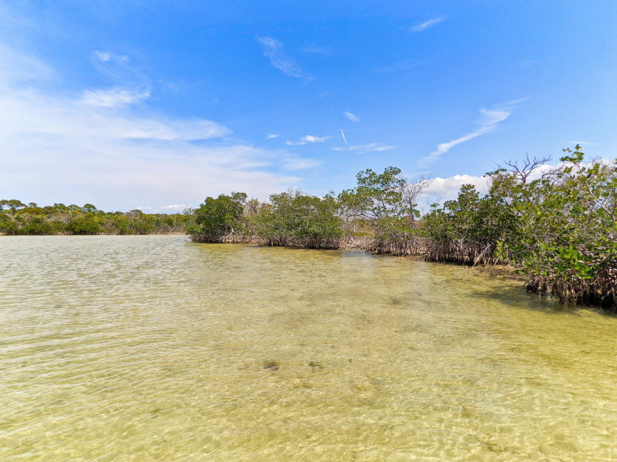 Clear Water and Mangroves at Honeymoon Island State Park Dunedin Florida Gulf Coast 2