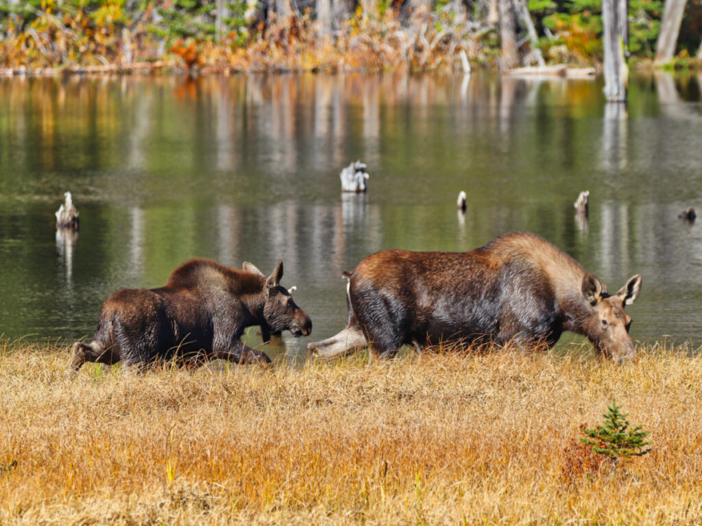 Cow and Calf Moose at Aster Falls Trail Two Medicine Glacier National Park Montana 2