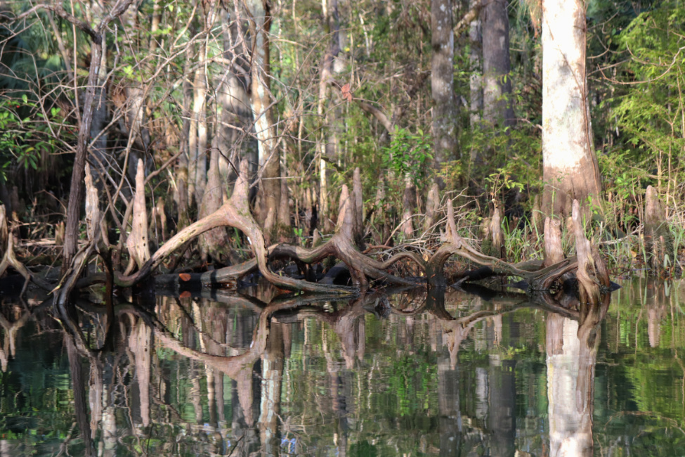 Cypress Knee Maze at Ebenezer Creek Pooler Georgia 1