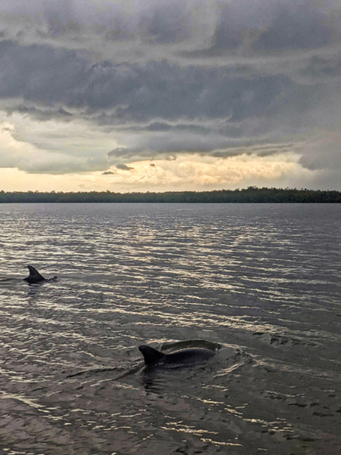 Dolphins at Smallwood Store Chokoloskee Everglades National Park Florida 3