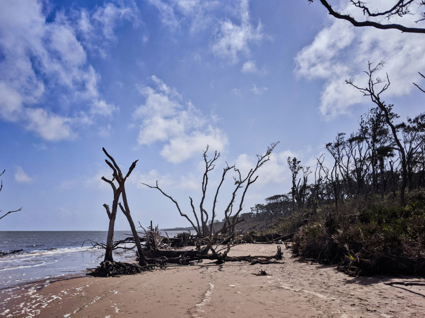 Driftwood at Wassaw National Wildlife Refuge Georgia Coast 1