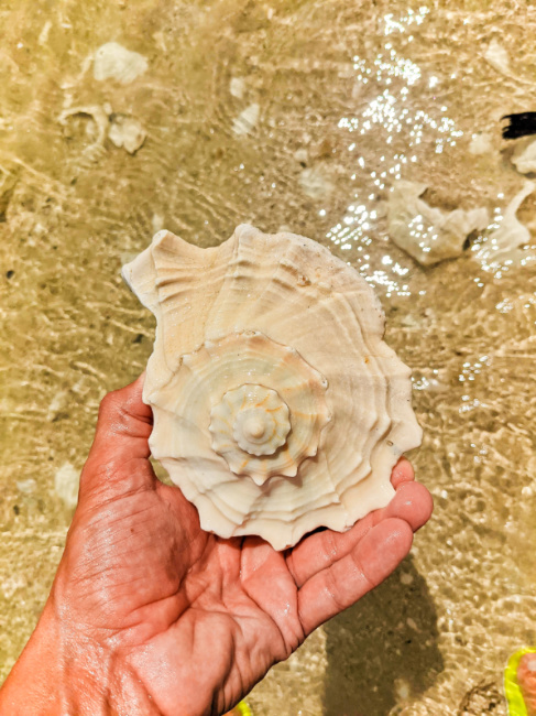 Giant Conchs in 10 Thousand Islands Everglades National Park Florida 1