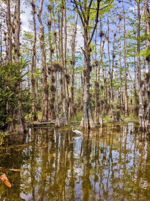 Great Egret in Swamp Grand Loop Big Cypress National Preserve Florida 1