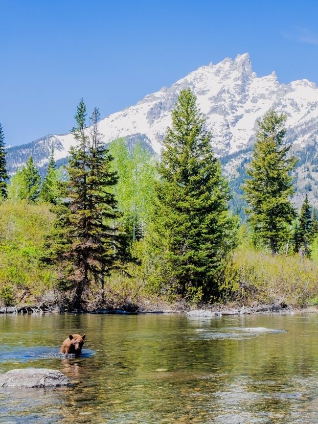 Grizzly Bear Crossing Snake River Grand Teton National Park