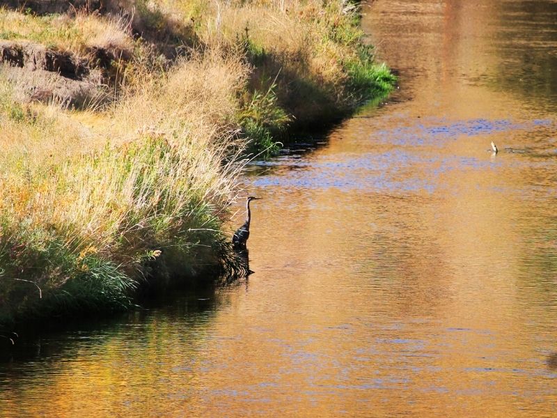 Heron on Shore at Sacajawea State Park Pasco Washington