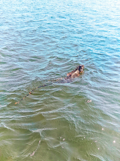 Iguana Swimming at Biscayne National Park Florida 1