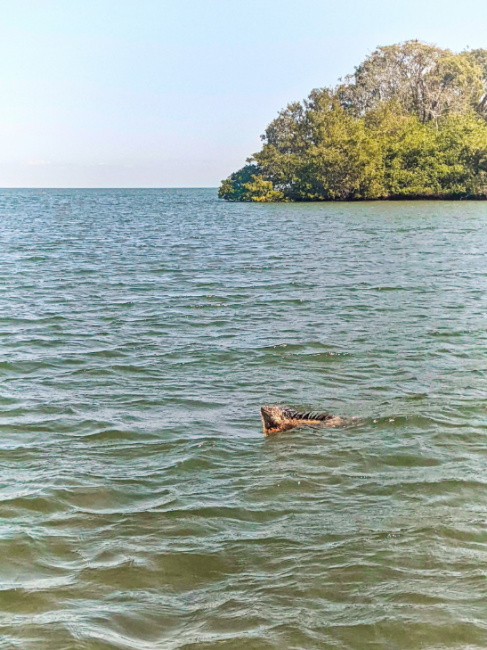 Iguana Swimming at Biscayne National Park Florida 3