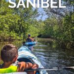Guided Kayaking on Tarpon Bay at Sanibel Island, Florida