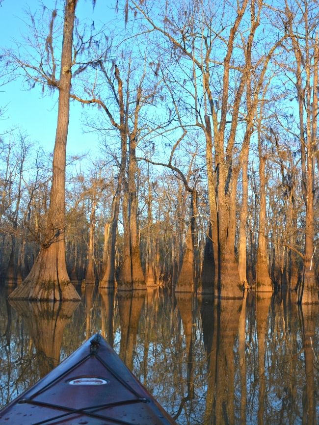 Kayaking in Cypress Swamp at Caddo Lake State Park in Texas