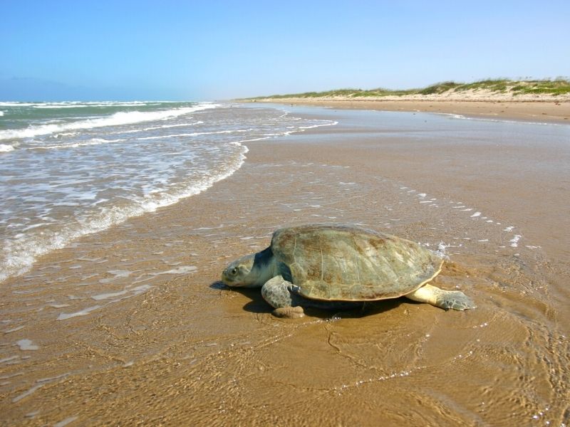 Kemps Ridley Sea Turtle on South Padre Island National Seashore Texas