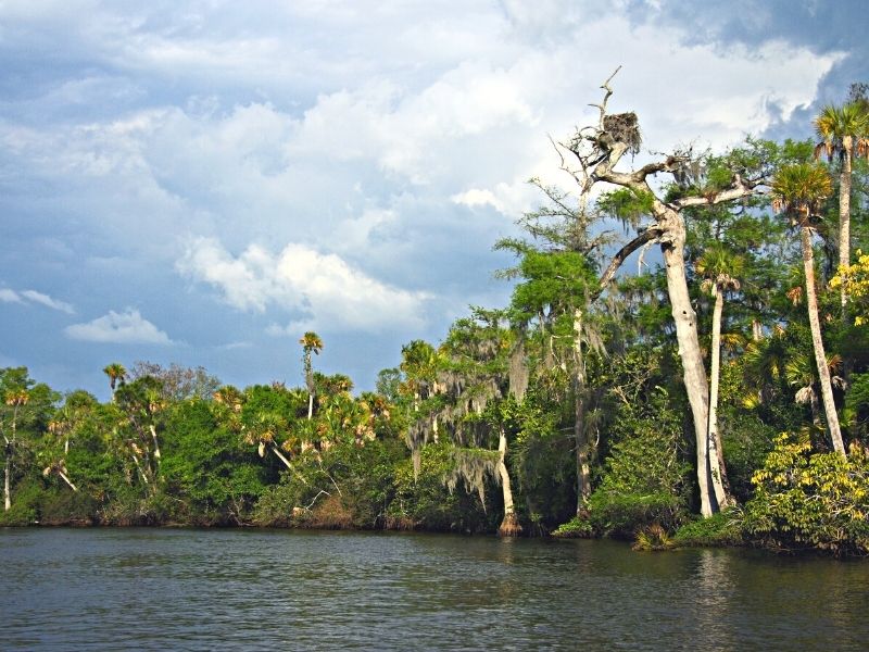 Loxahatchee Wild and Scenic River, Kayaking in Jupiter Florida