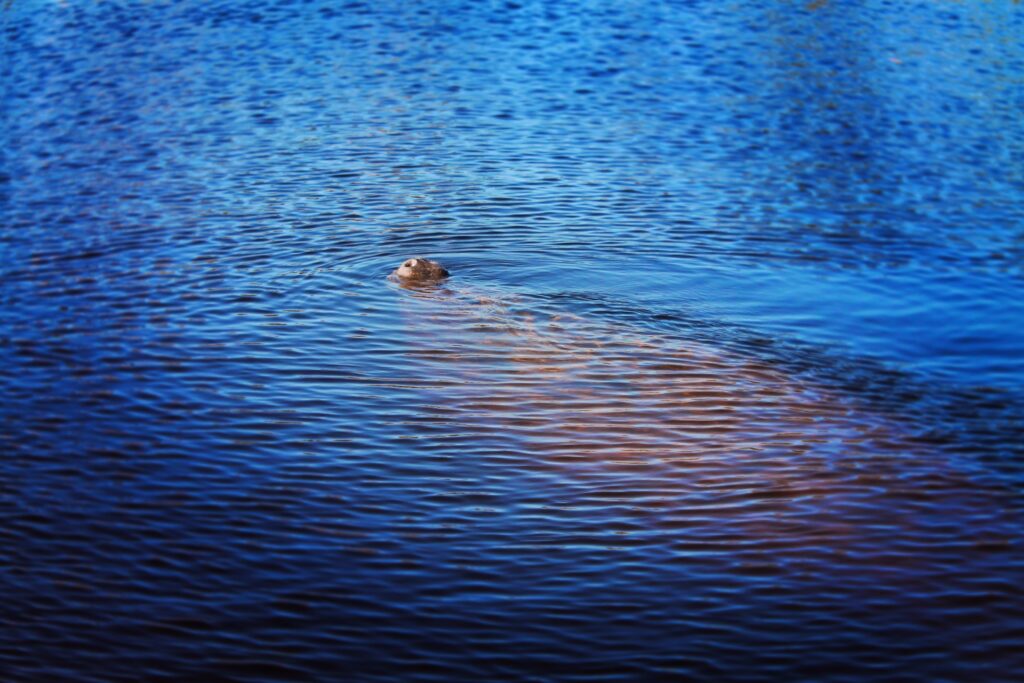 Manatee Surfacing on Airboat Everglades City Florida 1