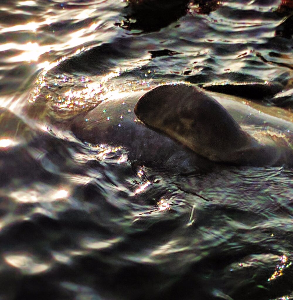 Manatee Swimming in Crystal River Florida 2