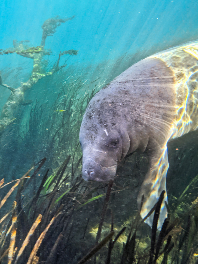 Manatee Underwater at Silver Springs State Park Ocala Florida 1