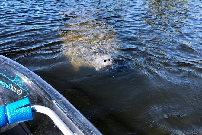 Manatee next to Clear Kayak at Tarpon Springs Gulf Coast Florida 1