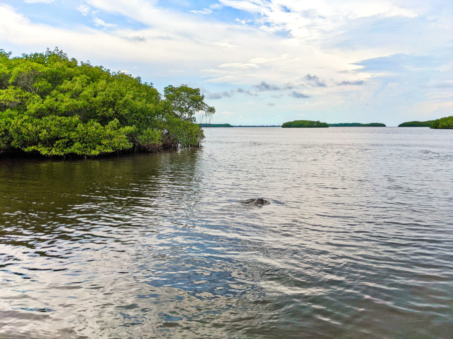 Manatees at Ding Darling National Wildlife Refuge Sanibel Island Fort Myers Florida 1