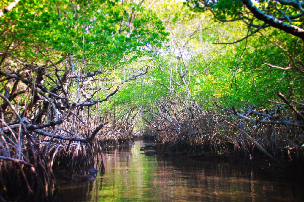 Mangrove Tunnel at Rookery Bay Naples Florida 2