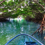 Mangrove Tunnel at Shell Key Preserve Kayaking Tampa Bay