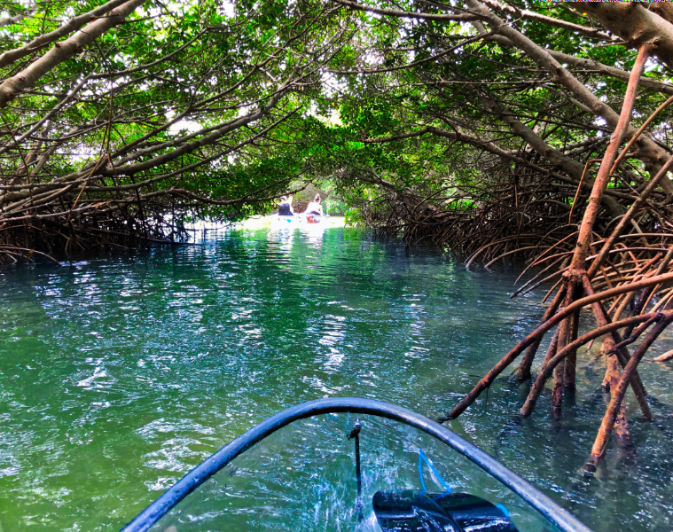 Mangrove Tunnel at Shell Key Preserve Kayaking Tampa Bay