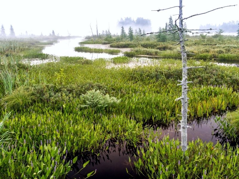 Marsh at Raquette Lake in the Adirondacks