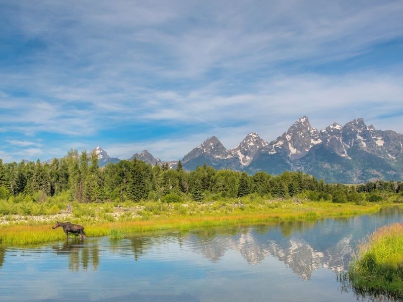 Moose in Snake River in Grand Teton National Park