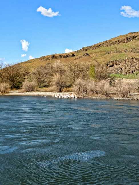 North American Pelicans on Snake River in Hells Canyon Lewiston Clarkston Idaho Washington 3