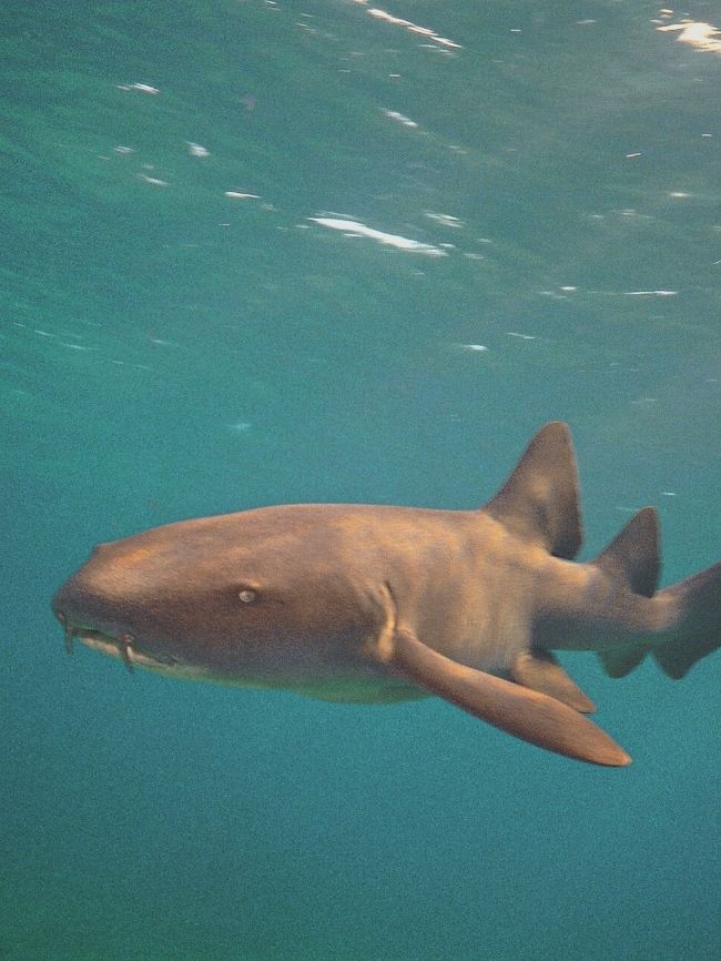 Nurse Shark in 10000 Islands Everglades National Park