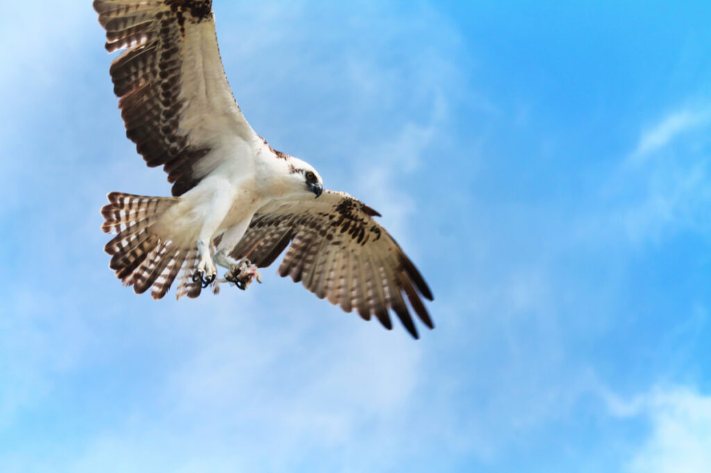 Osprey at Yum Balam Preserve Isla Holbox Yucatan 6