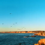 Pelican Flock at La Jolla Cove San Diego California 1