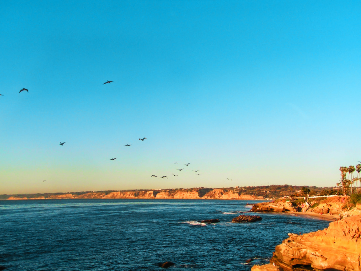 Pelican Flock at La Jolla Cove San Diego California 1