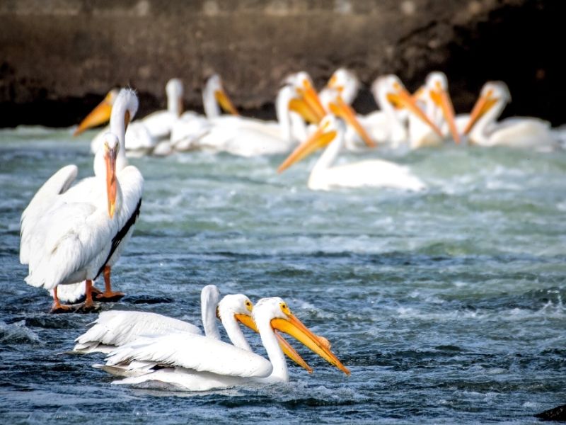 Pelicans on Tapteal Paddling Trail Kennewick Kayaking in the Tri-Cities Washington