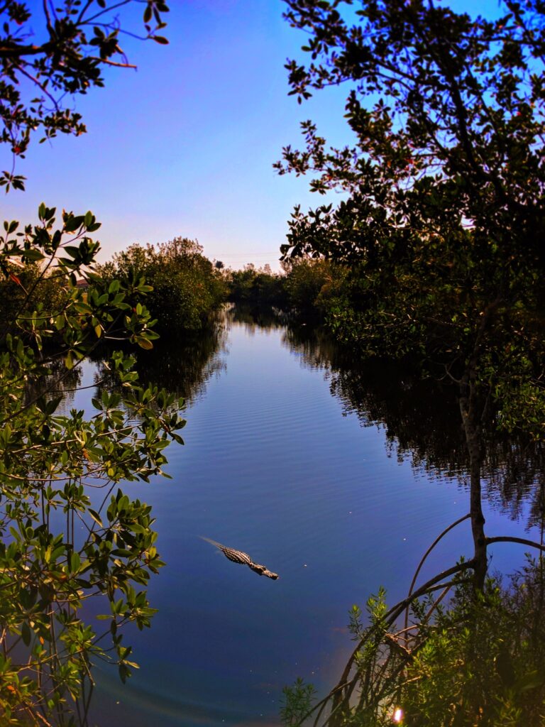 Resting Alligator in Big Cypress National Preserve 8