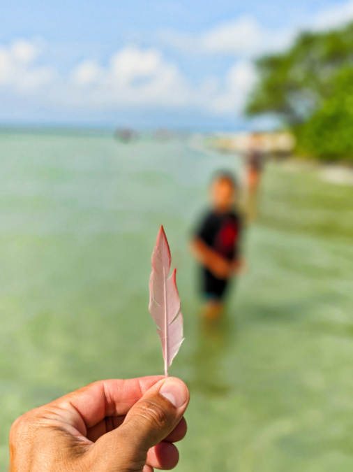 Spoonbill Feather found at Beach on Sanibel Island Fort Myers Florida 1