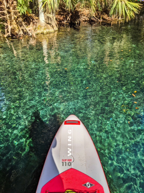 Stand Up Paddleboarding on Silver River in Silver Springs State Park Ocala Florida 4