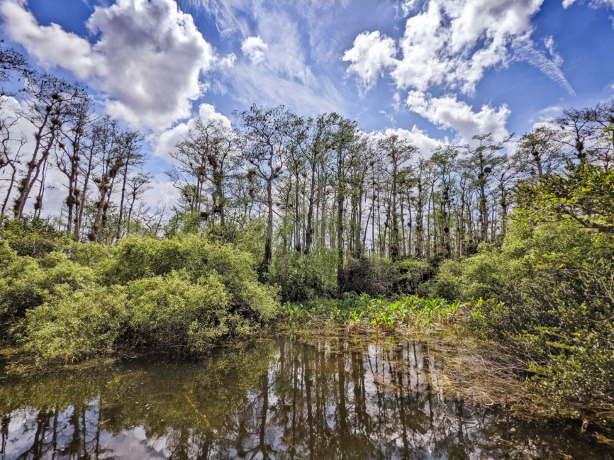 Sweetwater Cypress Strand Grand Loop Big Cypress National Preserve Florida 1
