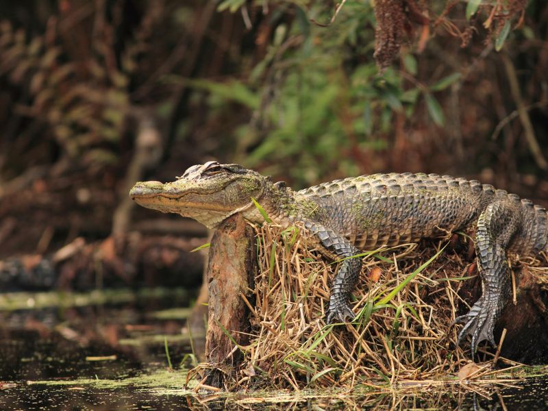 Young Alligator at Okefenokee Swamp Coastal Georgia