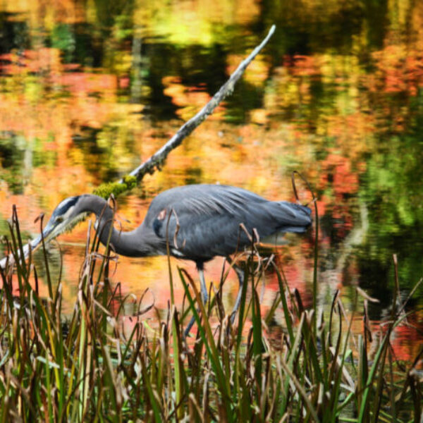 Great Blue Heron with Fall Colors in Hoh Rainforest Olympic National Park 3