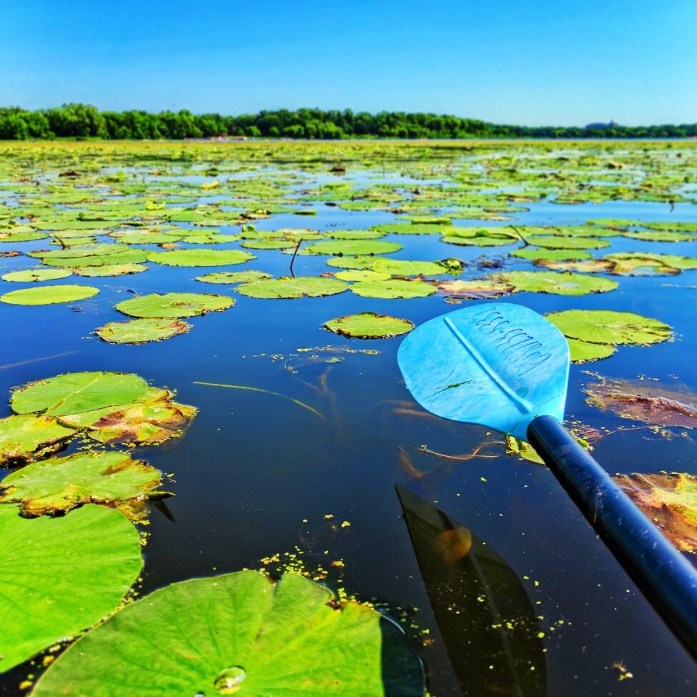 Lilypads while kayaking with Wingra Boats Madison Wisconsin 1