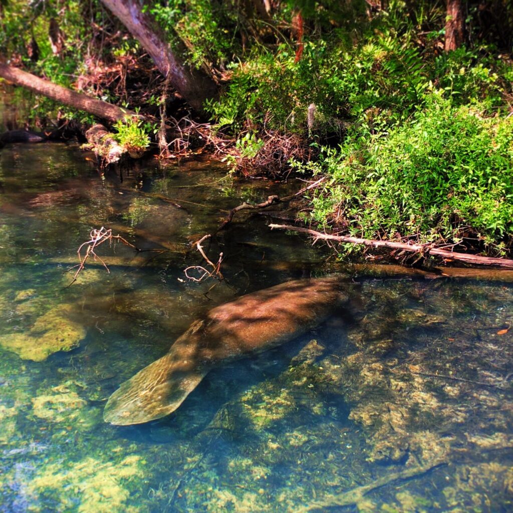 Manatee in river at Homosassa Springs State Park Florida 8